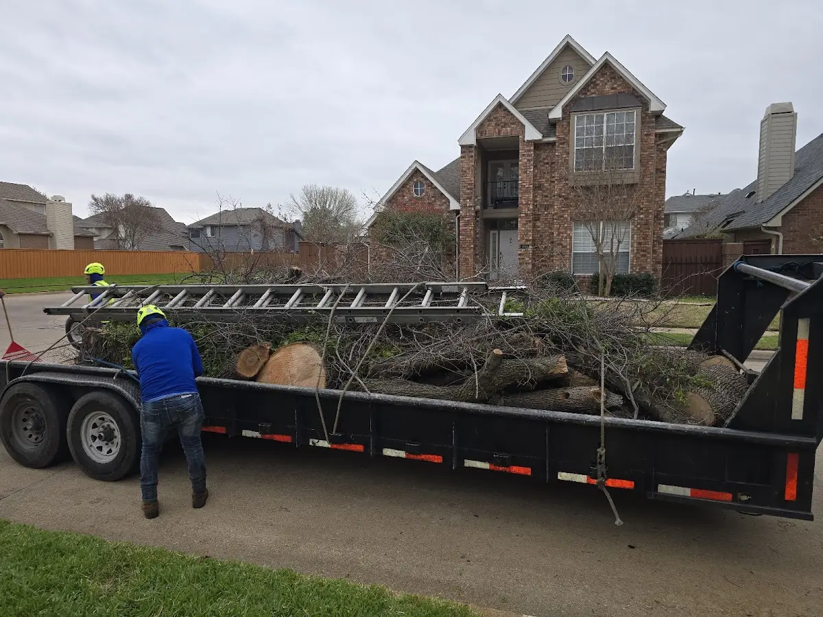 Expert Tree Removal with proper safety equipment in Mesa